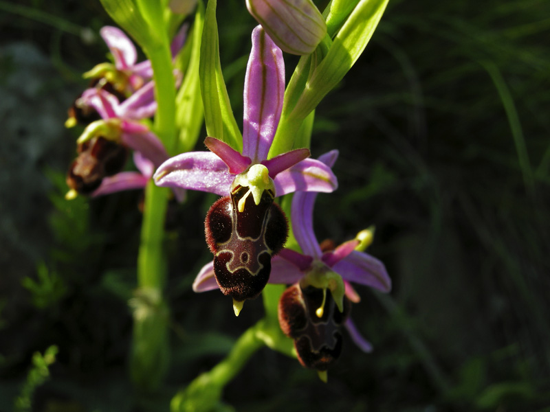 Orchidee del Chianti 2009